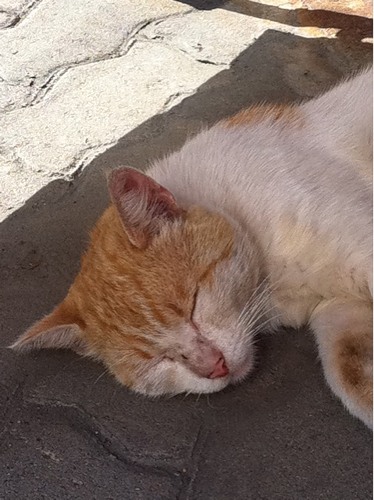 0_63084_3b068aa0_L (1).jpg